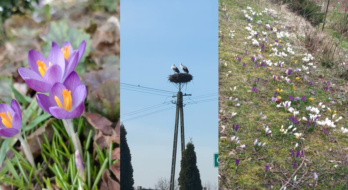 W poniedziałek początek astronomicznej wiosny. To czas przebudzenia roślin i ich wegetacji, wydłużania się dni i coraz wyższych temperatur. Zmianę pory roku widać już m.in. za oknem. Weekend w wielu miejscach kraju mija słonecznie z dwucyfrową temperaturą. Na Gorącą Linię RMF FM od rana zasypujecie nas zdjęciami pokazującymi, że wiosna już zaczyna rozpychać się łokciami.