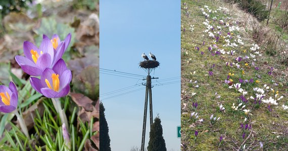 W poniedziałek początek astronomicznej wiosny. To czas przebudzenia roślin i ich wegetacji, wydłużania się dni i coraz wyższych temperatur. Zmianę pory roku widać już m.in. za oknem. Weekend w wielu miejscach kraju mija słonecznie z dwucyfrową temperaturą. Na Gorącą Linię RMF FM od rana zasypujecie nas zdjęciami pokazującymi, że wiosna już zaczyna rozpychać się łokciami.