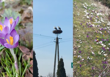 Pierwsze oznaki wiosny 2023. Wasze zdjęcia