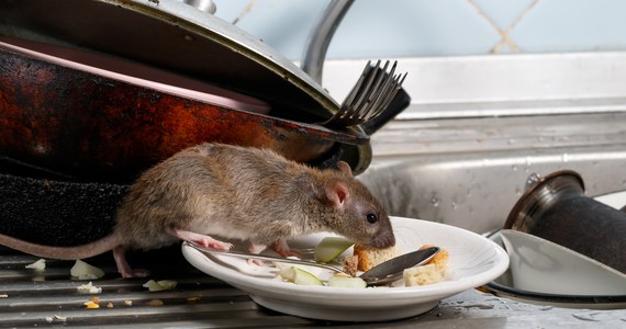 Plaga szczurów na wrocławskim Starym Mieście i Śródmieściu. Mieszkańcy przeżywają istny horror. Mimo trwającej deratyzacji, szczury nadal atakują. Dostają się do domów i na podwórka. Wydostają się z toalet i wpędzają mieszkańców w koszty.