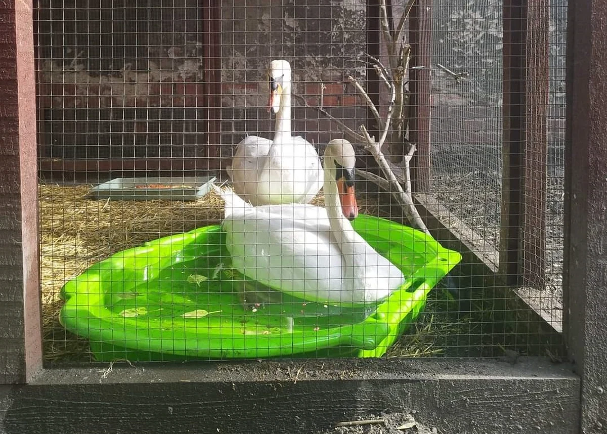 Organizacje zajmujące się ochroną zwierząt apelują o niedokarmianie ptaków chlebem. Tylko w ciągu ostatnich 2 dni, do wrocławskiej Ekostraży trafiły trzy łabędzie. 