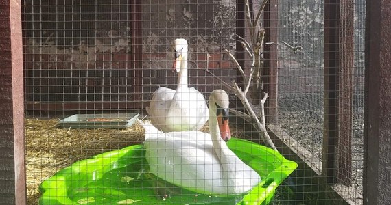Organizacje zajmujące się ochroną zwierząt apelują o niedokarmianie ptaków chlebem. Tylko w ciągu ostatnich 2 dni, do wrocławskiej Ekostraży trafiły trzy łabędzie. 