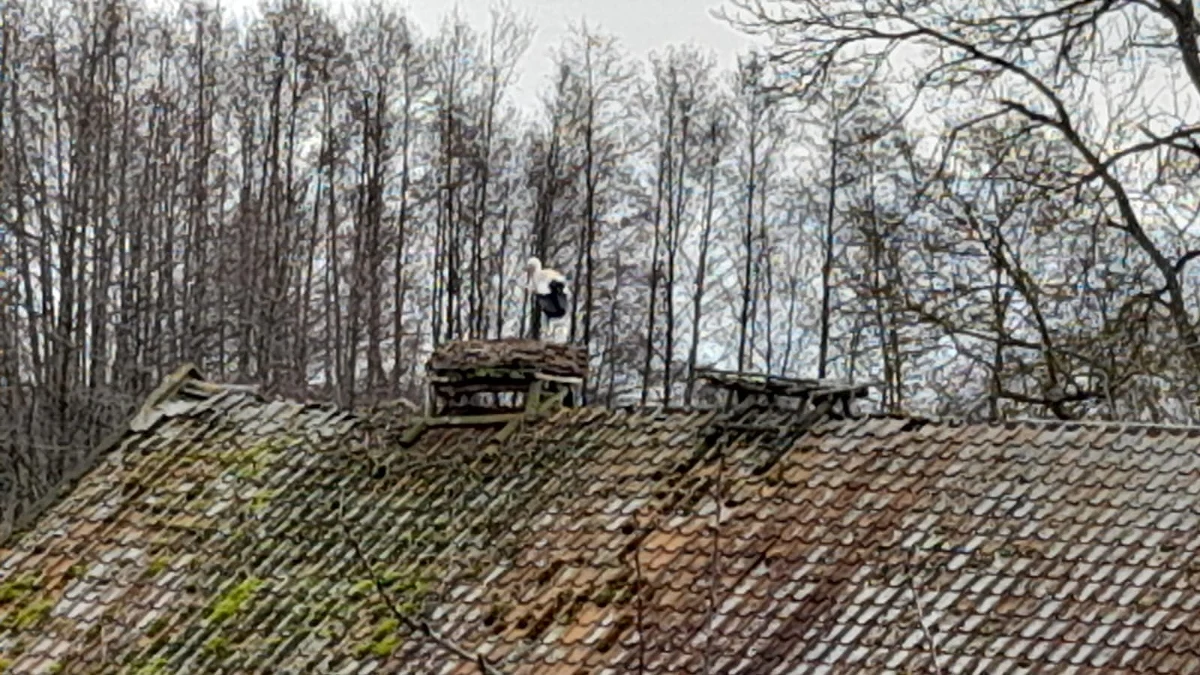 Do Żywkowa w Warmińsko-Mazurskiem przyleciał już pierwszy bocian. W najbliższych dniach można spodziewać się, że w tej niewielkiej wsi przy granicy z Obwodem Kaliningradzkim może pojawić się nawet kilkadziesiąt tych ptaków. Rekordowy był 2017 rok, kiedy w tamtejszych gniazdach było aż 50 par.