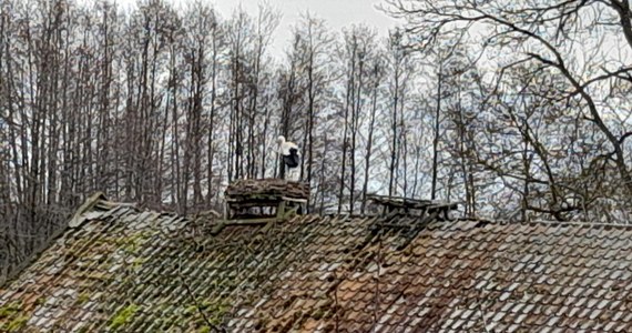 Do Żywkowa w Warmińsko-Mazurskiem przyleciał już pierwszy bocian. W najbliższych dniach można spodziewać się, że w tej niewielkiej wsi przy granicy z Obwodem Kaliningradzkim może pojawić się nawet kilkadziesiąt tych ptaków. Rekordowy był 2017 rok, kiedy w tamtejszych gniazdach było aż 50 par.