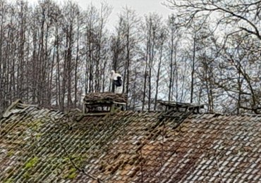 Pierwszy bocian przyleciał do Żywkowa - bocianiej stolicy Polski