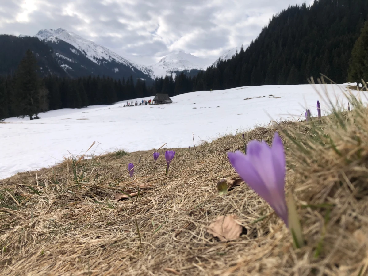 Wiosna - ta astronomiczna ma do nas dotrzeć dzisiaj po g. 22.00, a co z wiosną w przyrodzie? Reporter RMF FM Maciej Pałahicki wyruszył na jej poszukiwania na Kalatówki w Tatrach. Pierwsze, jeszcze nieśmiałe oznaki dostrzegł i mają one kolor fioletowy.

