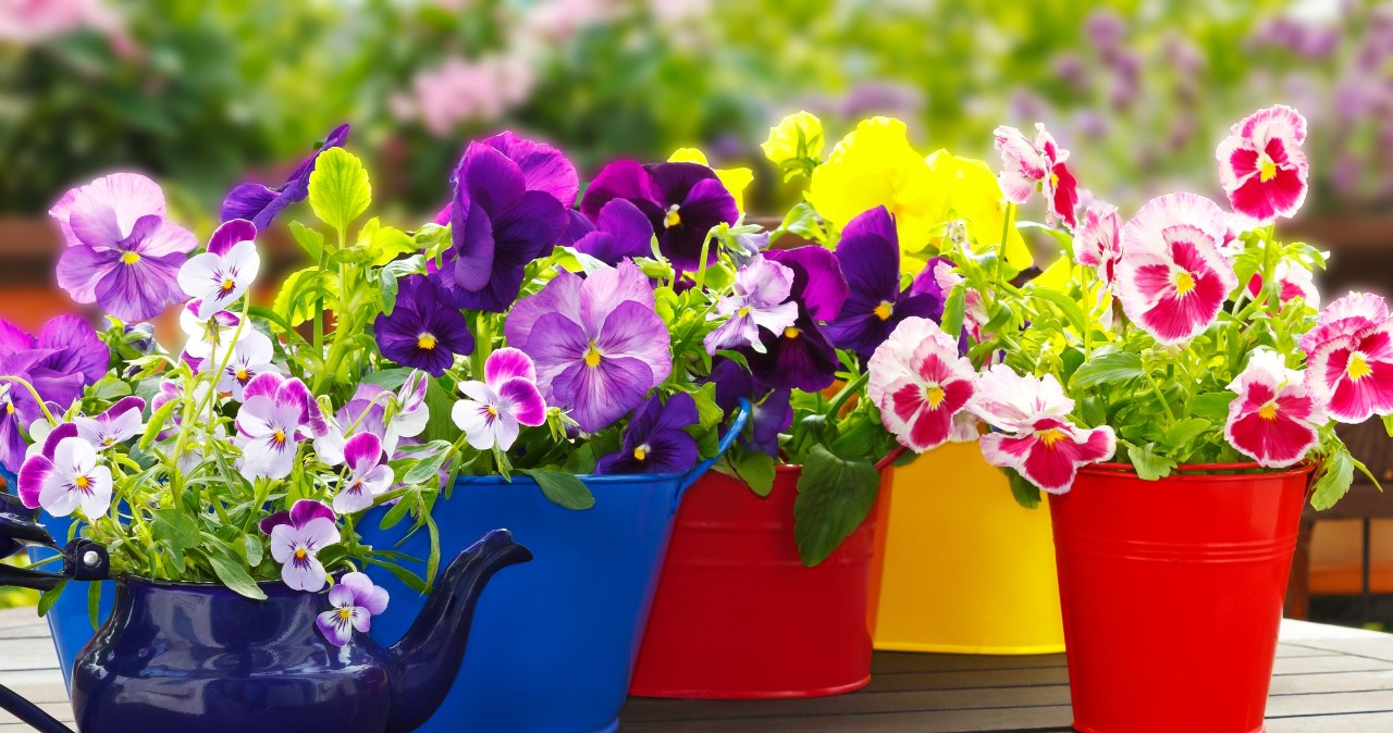 Podlej tym bratki. Będą bujnie kwitnąć aż do jesieni