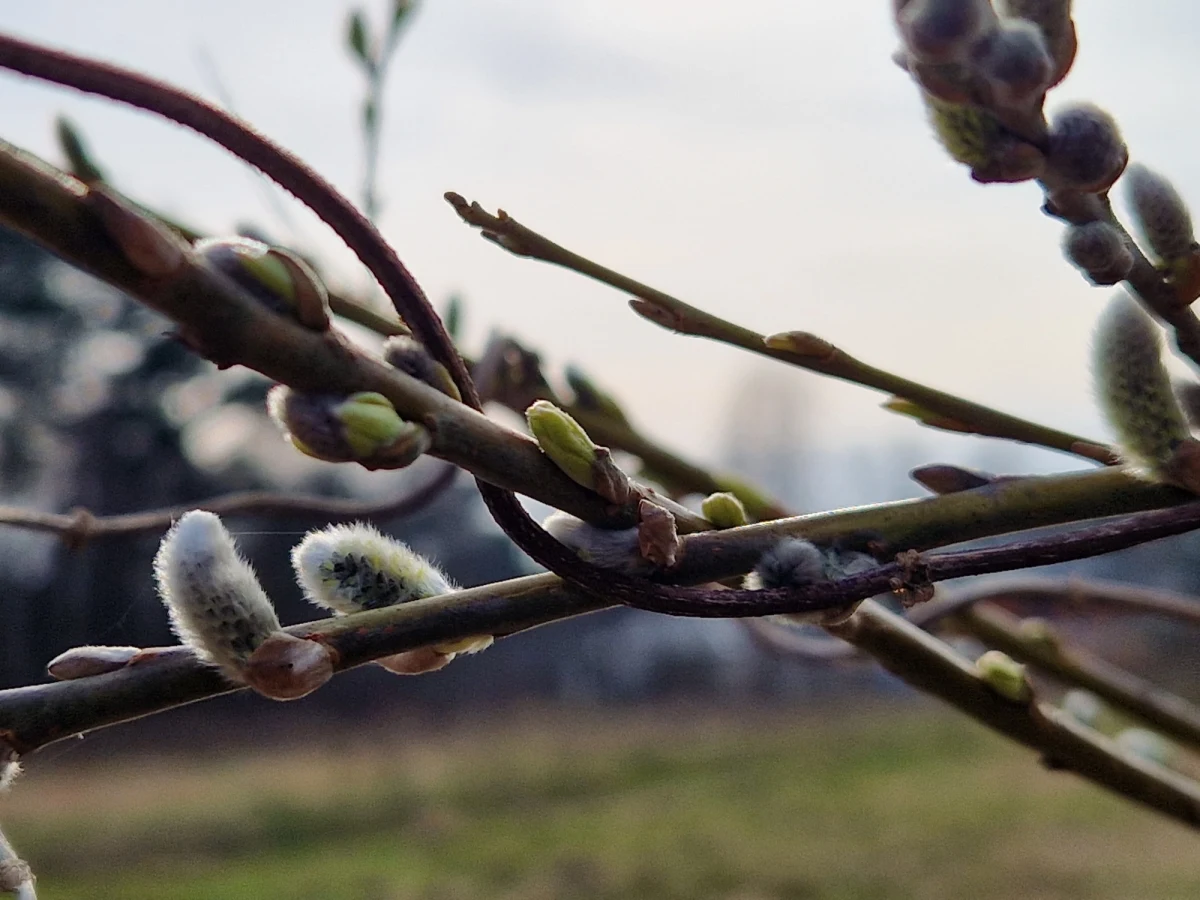 W poniedziałek późnym wieczorem, o godzinie 22.24 Słońce przejdzie przez punkt Barana, co oznacza początek astronomicznej wiosny. W jej trakcie na nocnym niebie będzie okazja dostrzec wszystkie planety Układu Słonecznego, a także inne ciekawe obiekty i zjawiska astronomiczne.
