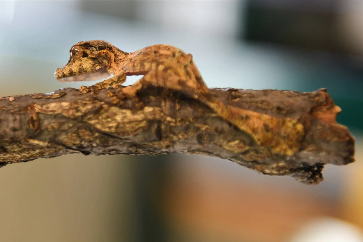 Krakowskie Towarzystwo Opieki nad Zwierzętami zaopiekowało się malutkim gekonem, który został znaleziony w kapuście, zakupionej w popularnej sieci handlowej. Zwierzak znalazł już nowy dom u jednej z inspektorek KTOZ.