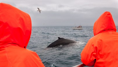 Setki delfinów giną zaplątane w rybackie sieci