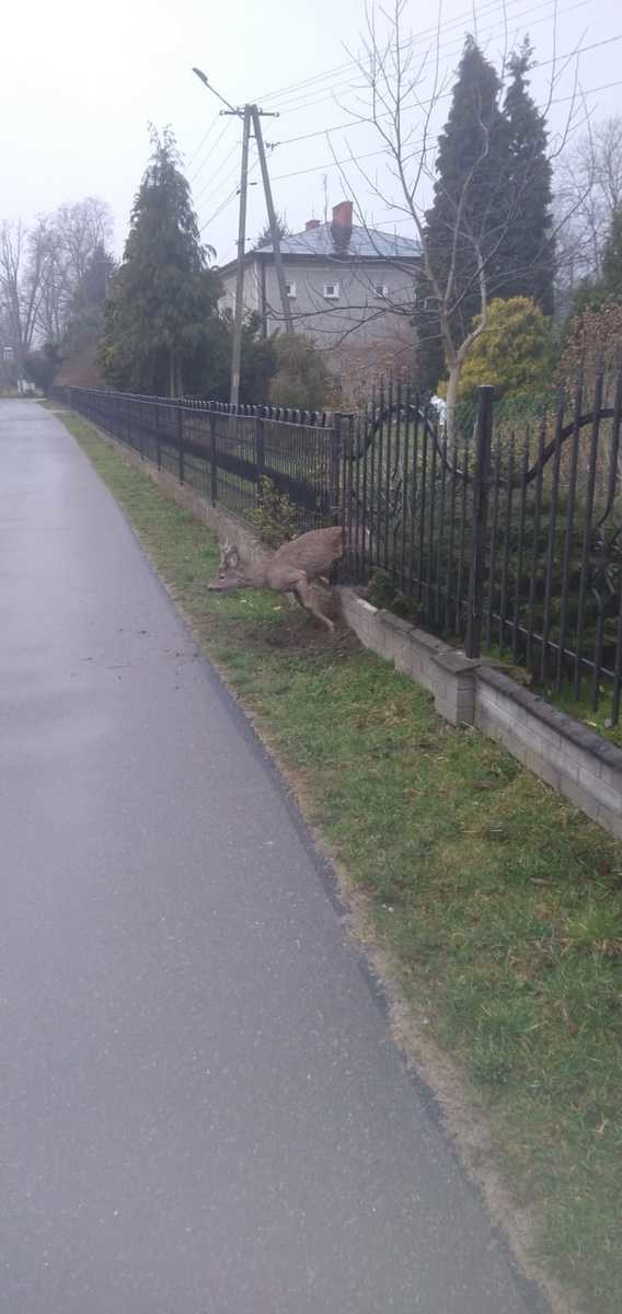 /Podkarpacka Policja /