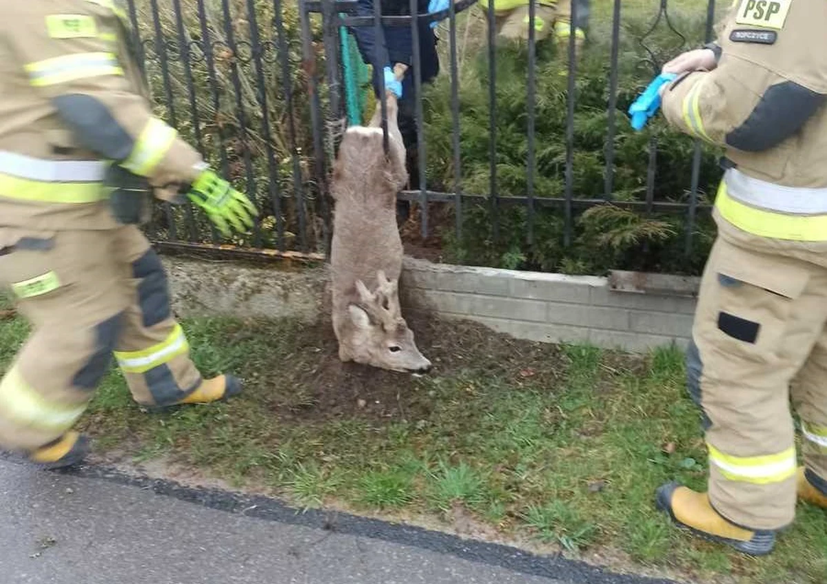 Policjanci i strażacy pomogli młodemu koziołkowi. Zwierzę niefortunnie utknęło między szczeblami ogrodzenia jednej z posesji. Do zdarzenia doszło w Ropczycach w woj. podkarpackim. Młody kozioł po uwolnieniu pobiegł do lasu.