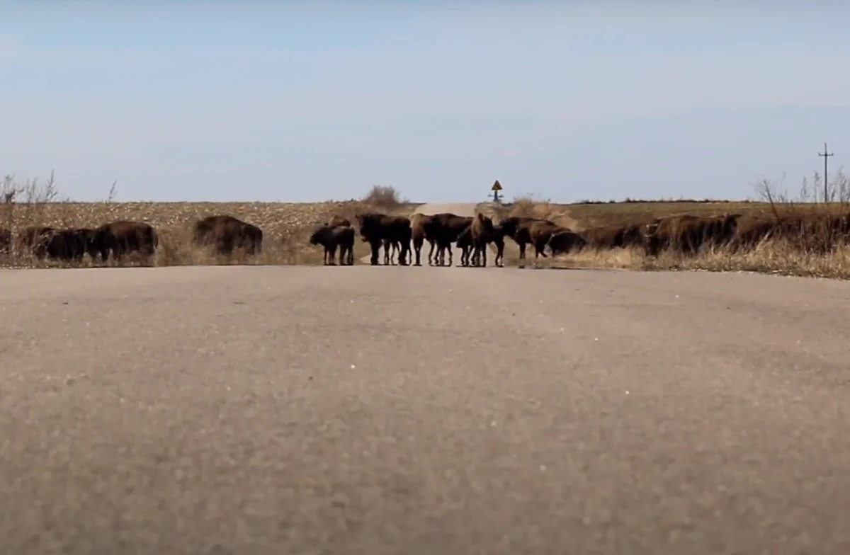 Małżeństwo przyrodników, którzy od kilkunastu lat fotografują przyrodę, uchwyciło ogromne stado żubrów, które przechodzi przez jedną z dróg na Podlasiu. Film został nagrany w okolicach Krynek, niedaleko Sokółki.