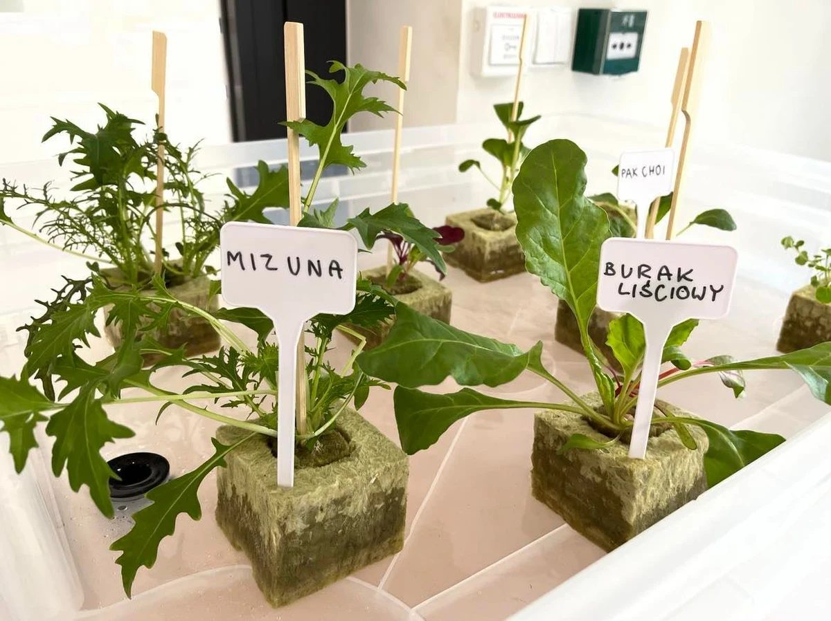 We Wrocławiu otwarto dziś pierwszą w Polsce, Miejską Farmę Akwaponiczną. To miejsce ekologicznej hodowli raków i upraw roślin, takich jak zioła czy sałaty. Nie trzeba tam używać ziemi. Rozwiązanie pozwala zminimalizować zużycie wody nawet o 90 procent.
