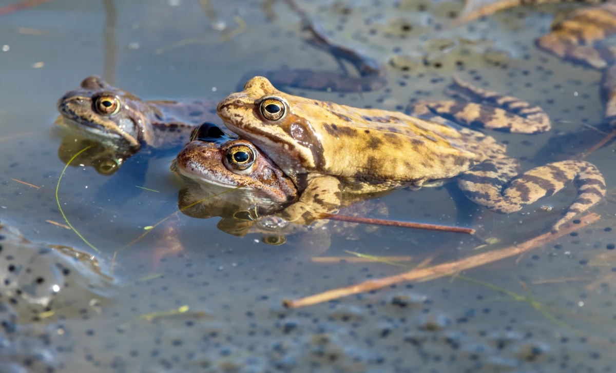 W Tatrzańskim Parku Narodowym rozpoczyna się akcja ratowania żab, które zwłaszcza wiosną, w czasie godów, są rozjeżdżane przez samochody. "Wolontariusze ustawią się przy drodze do Morskiego Oka i będą przenosić płazy na drugą stronę jezdni" - mówi koordynator wolontariatu w TPN Dariusz Giś.

