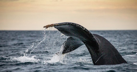 Wieloryba w Bałtyku, 70 km na północ od Zatoki Gdańskiej, nagrał mieszkaniec Gdyni Marcin Grabowski - podał gdyński magistrat. Podkreślono, że na oczach załogi statku zwierzę, prawdopodobnie humbak, kilkukrotnie wynurzyło się z wody, po czym odpłynęło dalej.