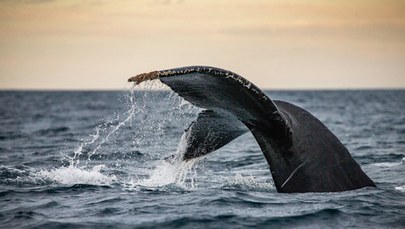Wieloryb w Bałtyku. Widziano go 70 km na północ od Zatoki Gdańskiej
