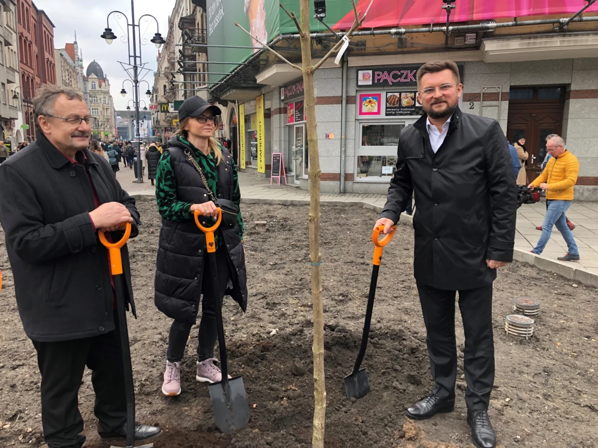 Więcej zieleni będzie w centrum Katowic. Po latach na ul. Stawową wrócą drzewa. Dziś zasadzone zostały pierwsze dwa kasztanowce.