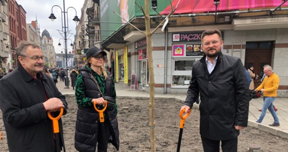 Więcej zieleni będzie w centrum Katowic. Po latach na ul. Stawową wrócą drzewa. Dziś zasadzone zostały pierwsze dwa kasztanowce.