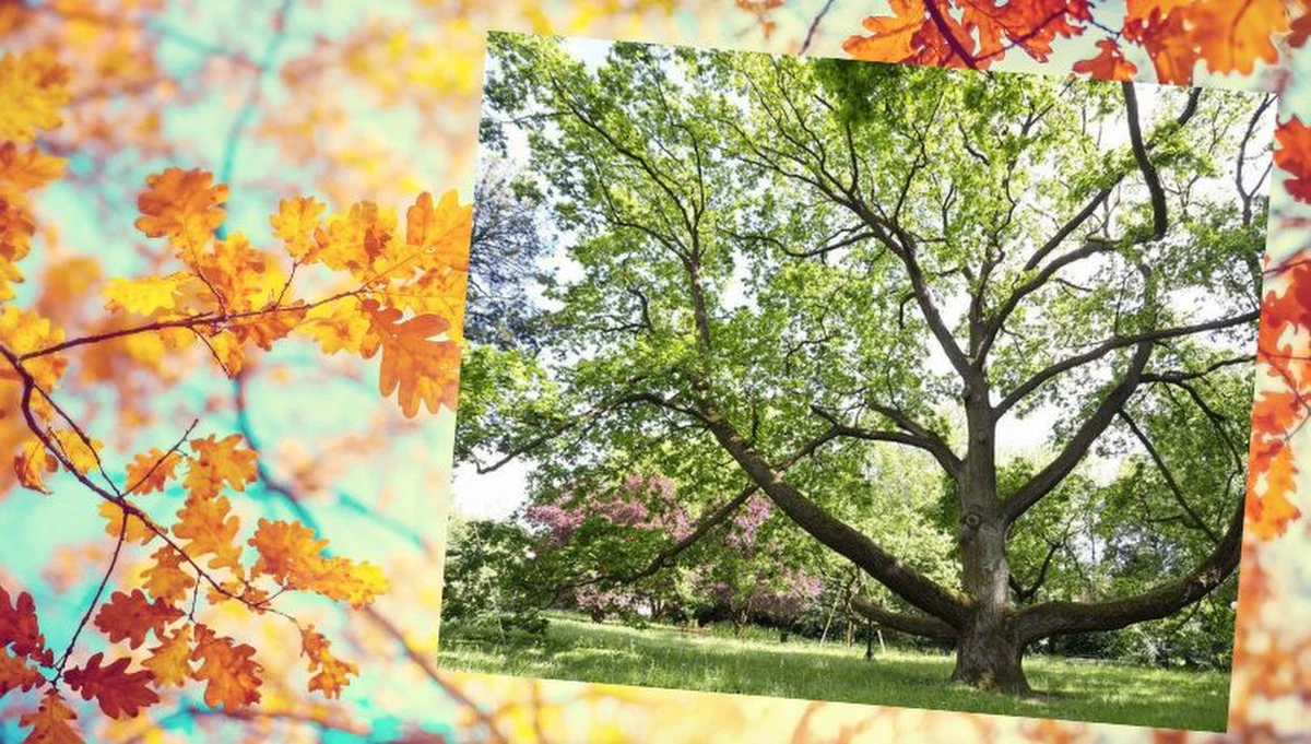 180-letni dąb Fabrykant z Łodzi zwyciężył w internetowym plebiscycie na Europejskie Drzewo Roku. Wyniki plebiscytu podali ekolodzy z Klubu Gaja, którzy koordynują konkurs w Polsce. Drugie miejsce zajął dąb ze Słowacji, a trzecie kolonia jabłoni z Ukrainy.