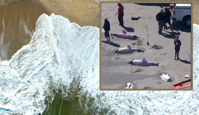 Śmierć delfinów. Ssaki leżały na plaży w New Jersey