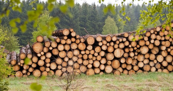 Gwałtownie przyspieszyła degradacja terenów leśnych w Niemczech - podaje portal Tagesschau. Przerzedzanie koron drzew stało się szczególnie widoczne w ostatnim roku. Stan niemieckich lasów jest w ocenie władz katastrofalny - tylko co piąte drzewo jest zdrowe.
