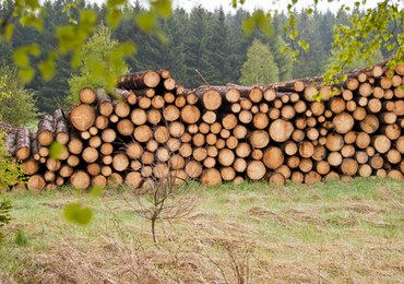 Katastrofa ekologiczna w Niemczech. Potężne zniszczenia lasów