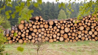 Katastrofa ekologiczna w Niemczech. Potężne zniszczenia lasów