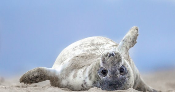 Przełom marca i kwietnia to czas, gdy na plażach Bałtyku pojawiają się pierwsze tegoroczne szczeniaki foki szarej. Maluchy odpoczywają, ale zdarza się, że ich obecność na plaży jest wołaniem o pomoc. Wolontariusze z Błękitnego Patrolu WWF Polska podpowiadają co zrobić, kiedy natkniemy się na odpoczywającą foczkę.