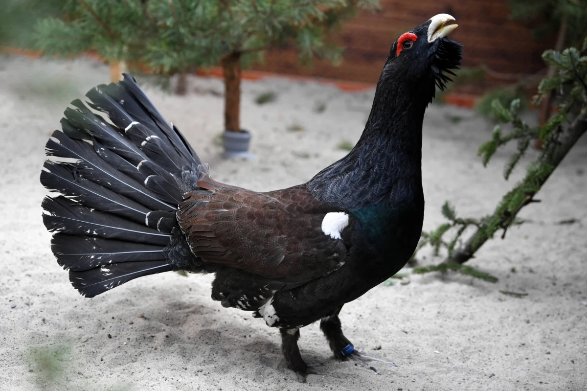 Głuszce na Babiej Górze w Beskidach rozpoczęły gody zwane tokami. Można już usłyszeć charakterystyczne dźwięki: klapanie, trelowanie, korkowanie i szlifowanie – poinformował przyrodnik z Babiogórskiego Parku Narodowego Maciej Mażul.