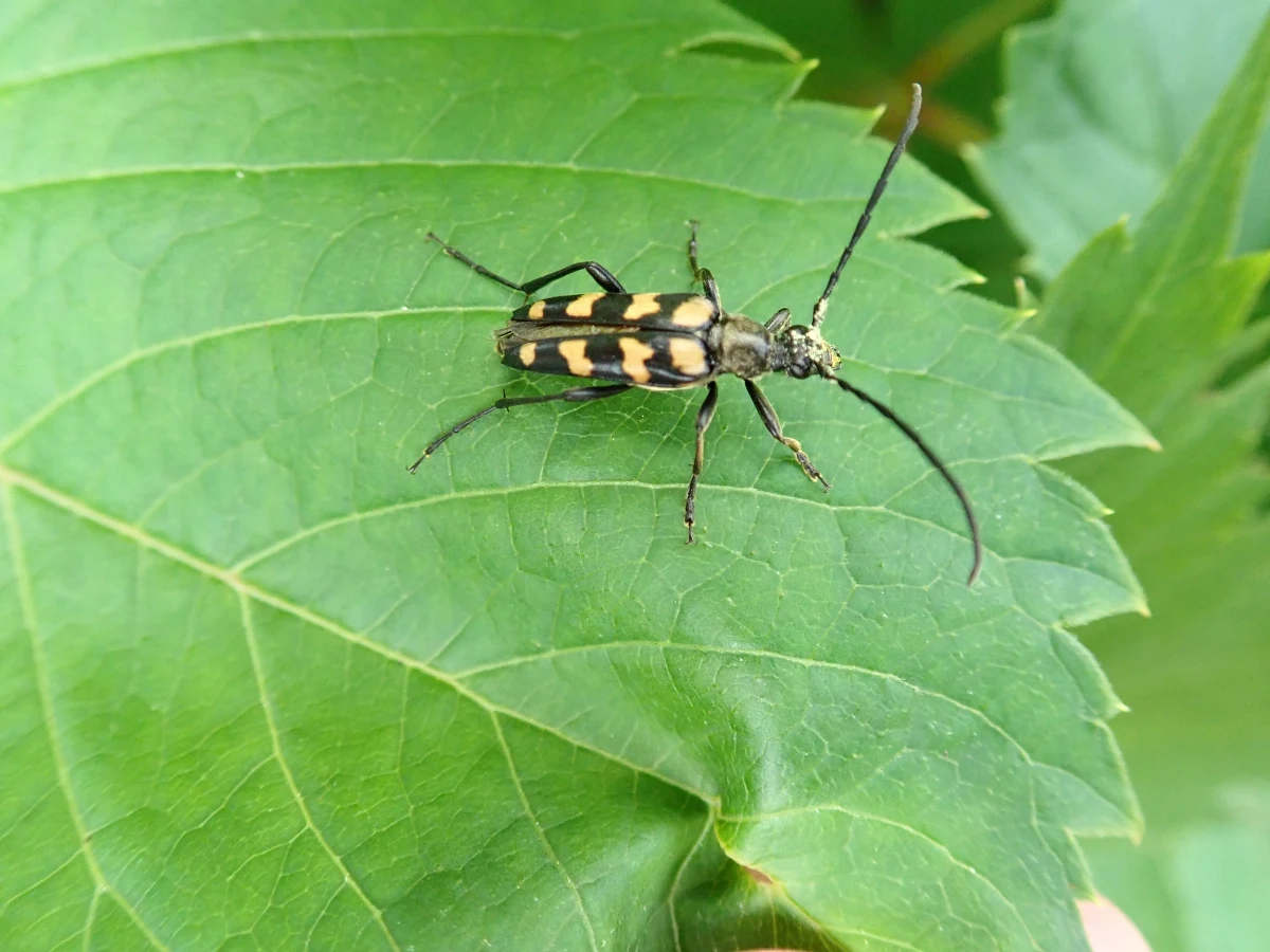 Popularyzacja wiedzy o chrząszczach i ich znaczeniu dla ekosystemu to najważniejszy cel projektu edukacyjno-badawczego, który będzie realizowany w Wielkopolskim Parku Narodowym. Mogą się w niego zaangażować wszyscy odwiedzający park.  

