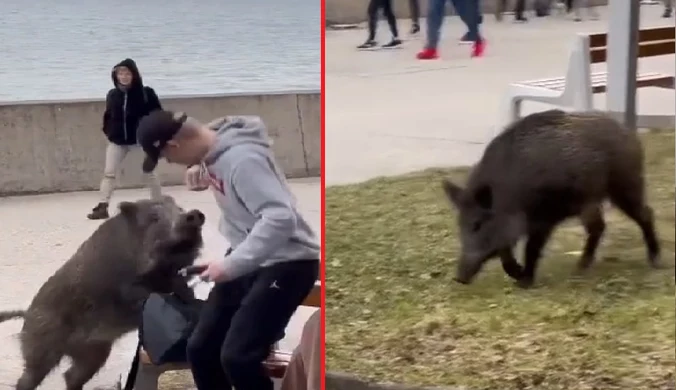 Nagrała dzika w Gdyni. "Normalny dzień w Polsce"