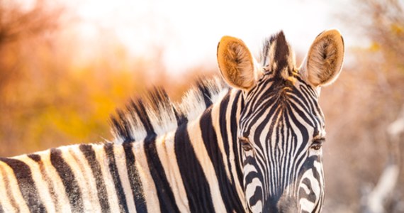 Mieszkańcy stolicy Korei Południowej, Seulu przecierali dziś oczy ze zdumienia. Po ulicach miasta biegała zebra.