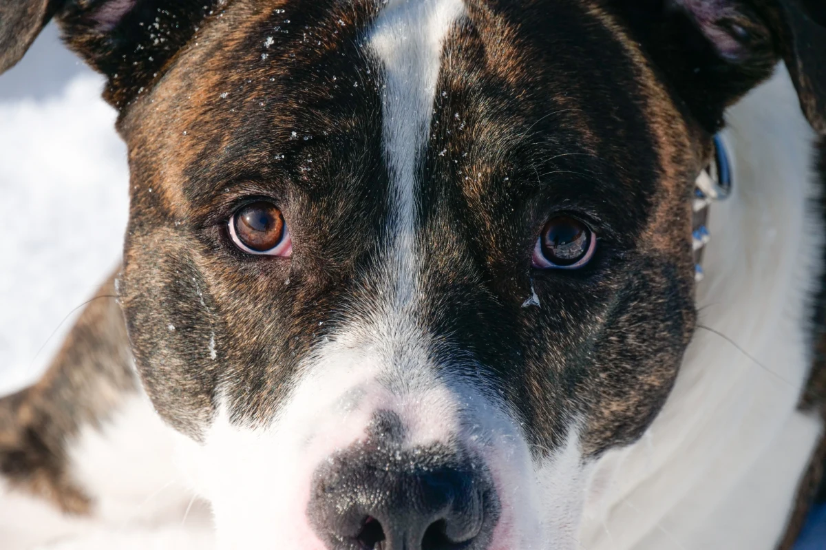 Zarzut znęcania się nad psem usłyszał 34-latek, który przywiązał zwierzę do słupa na chodniku i pozostawił kartkę z napisem „do zabrania” – poinformowała w piątek PAP oficer prasowa kaliskiej policji podkom. Anna Jaworska-Wojnicz.