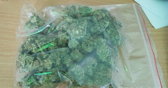 Policjanci z Jeleniej Góry zabezpieczyli marihuanę, z której można uzyskać łącznie blisko 900 porcji handlowych. Zatrzymali w tej sprawie dwóch mężczyzn. Policjanci wyjaśniają okoliczności tej sprawy, sprawdzają źródło pochodzenia zabezpieczonych narkotyków oraz ustalają czy zatrzymani nie zajmowali się ich dystrybucją.