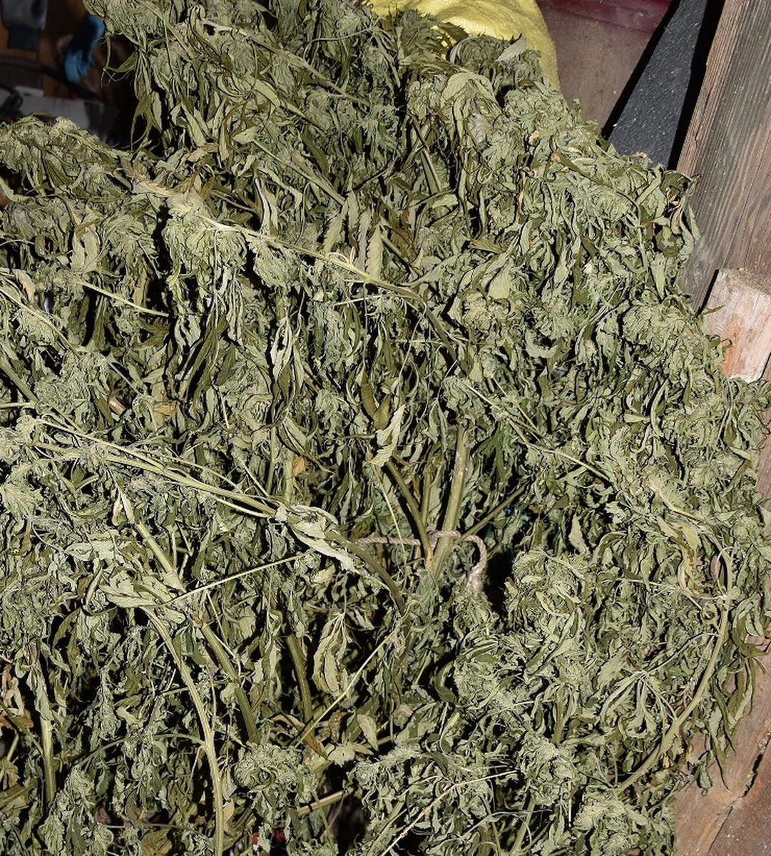 Nawet do 10 lat więzienia grozi 30-latkowi z Limanowej, u którego policjanci znaleźli ponad 22 kilogramy środków odurzających: marihuanę, haszysz i mefedron. Część z nich była poporcjowana i zapakowana w mniejsze woreczki.  

