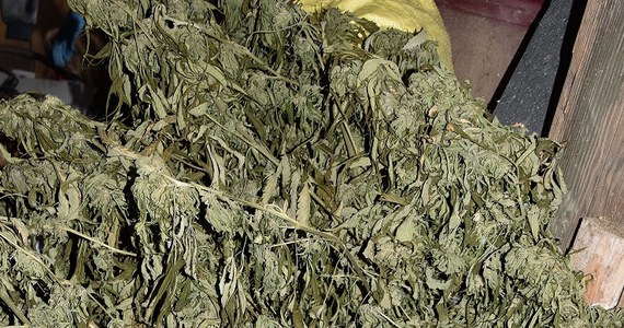 Nawet do 10 lat więzienia grozi 30-latkowi z Limanowej, u którego policjanci znaleźli ponad 22 kilogramy środków odurzających: marihuanę, haszysz i mefedron. Część z nich była poporcjowana i zapakowana w mniejsze woreczki.  

