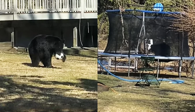 Niedźwiedź postanowił przetestować trampolinę. Media obiegło nagranie
