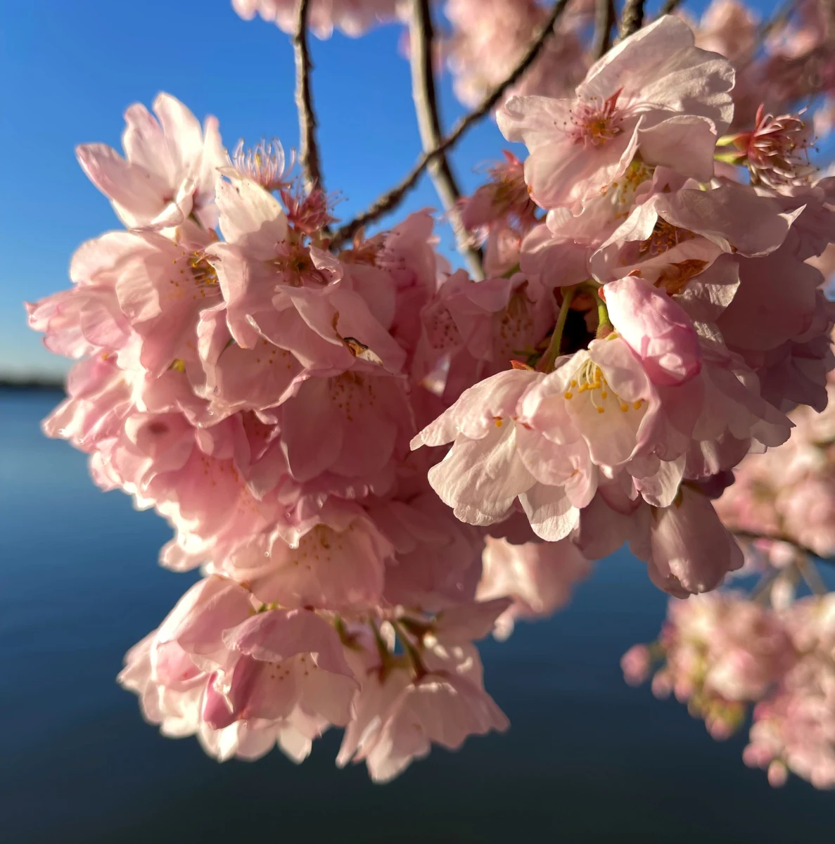 Nawet milion turystów odwiedziło w ostatnich dniach amerykańską stolicę, gdzie trwa Festiwal Kwitnącej Wiśni. Waszyngton mieni się w kolorach bieli i różu. A wszystko za sprawą tysięcy kwitnących drzewek wiśni japońskich. 