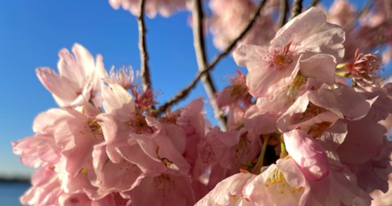 Nawet milion turystów odwiedziło w ostatnich dniach amerykańską stolicę, gdzie trwa Festiwal Kwitnącej Wiśni. Waszyngton mieni się w kolorach bieli i różu. A wszystko za sprawą tysięcy kwitnących drzewek wiśni japońskich. 