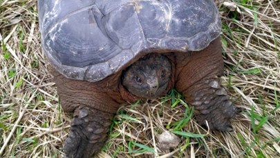 Niebezpieczny dla ludzi żółw jaszczurowaty znaleziony na Mazowszu