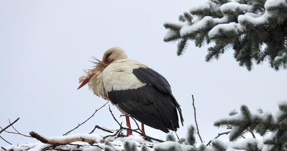 Marcowy powrót zimy dał się we znaki nie tylko ludziom. Karkonoski Park Narodowy opublikował w mediach społecznościowych zdjęcie bociana stojącego w ośnieżonym gnieździe. 