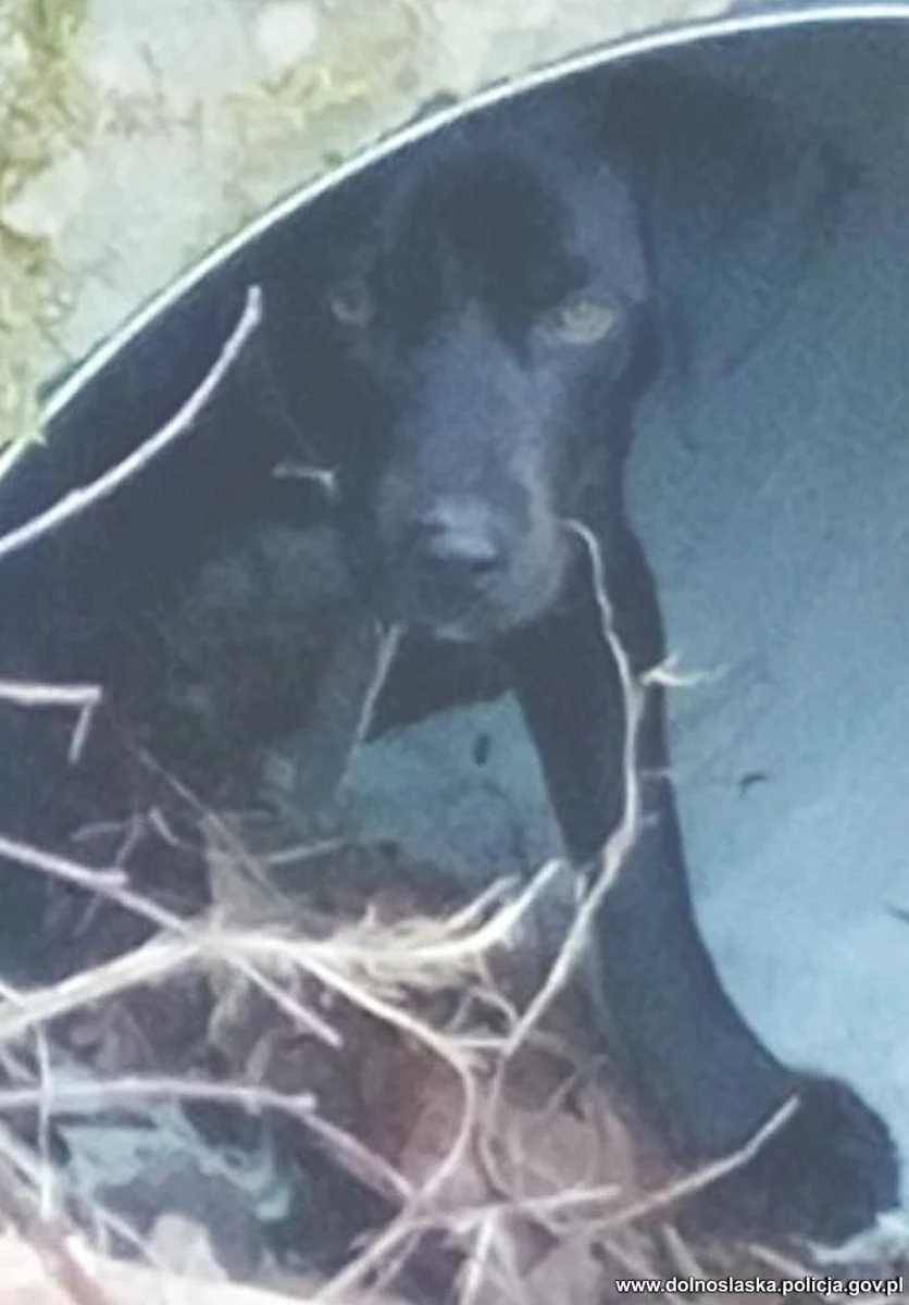 Policjanci z Nowej Rudy na Dolnym Śląsku uratowali suczkę, porzuconą w lesie na przełęczy Jugowskiej. Pies zamieszkał w rurze przepustowej pod mostem i ciężko było mu przetrwać nocne, niskie temperatury.

