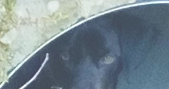 Policjanci z Nowej Rudy na Dolnym Śląsku uratowali suczkę, porzuconą w lesie na przełęczy Jugowskiej. Pies zamieszkał w rurze przepustowej pod mostem i ciężko było mu przetrwać nocne, niskie temperatury.

