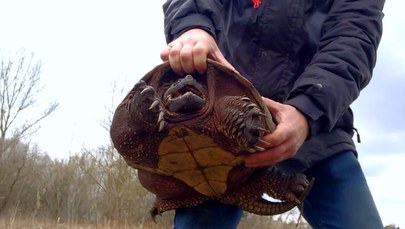 Trzeci żółw jaszczurowaty znaleziony w Polsce. Co się stanie z gadem?