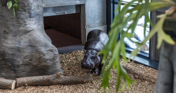 ​Hipopotamy karłowate mieszkające w krakowskim ogrodzie zoologicznym  -  Romek i Taja - zyskały nowoczesny wybieg. Pawilon był budowany ponad dwa lata i kosztował ponad 4 miliony złotych. Dzięki niemu zwierzęta zyskają bardziej komfortową przestrzeń.

