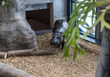 Romek i Taja – hipopotamy z krakowskiego zoo mają nowy wybieg 