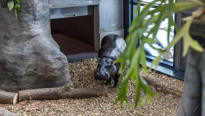 Romek i Taja – hipopotamy z krakowskiego zoo mają nowy wybieg 