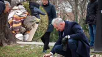 Afera w Brzegu. Chory bielik zamiast pomocy miał dostać sesję z burmistrzem