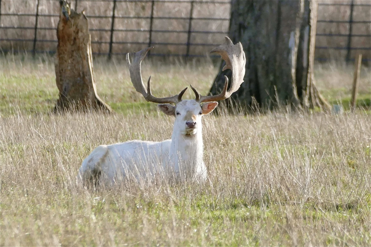 "Białego jelenia to ja widzę tutaj po raz pierwszy. To jest sensacja" - mówi leśniczy Hubert Bełz. Nadleśnictwo Leżajsk opublikowało film, na którym widać, jak przez drogę przebiega stado jeleni. Wśród nich znalazł się biały osobnik. 